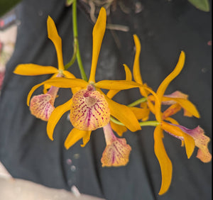 Blc. Golden Glory 'New Horizon'  (BR)
