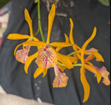 Blc. Golden Glory 'New Horizon'  (BR)