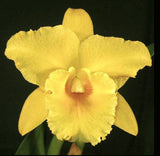 Blc. Jimmy Cook, Overgrown (4"p)
