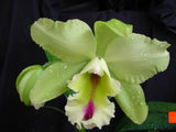 Blc. Magic Meadow (5"p) <br> (Blc. Mem. Helen Brown  x B. digbyana)