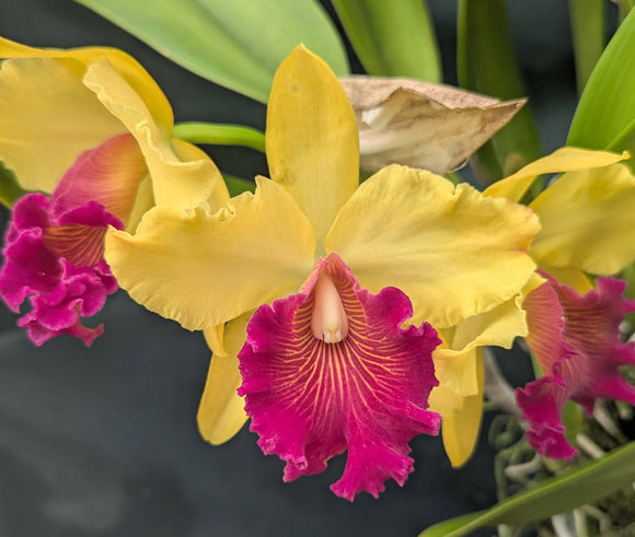 Blc. Alma Kee 'Tip Malee' - Overgrown in an 6