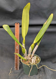 Blc. Amy Wakasugi 'NN' (5"p)