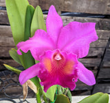 Blc. Amy Wakasugi 'NN' (5"p)