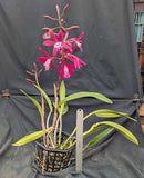 Blc. Booth Lee 'Venice' AM/AOS (8"b)