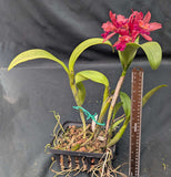 Blc. Cherry Suisse 'Emily' FCC/AOS (8" b)