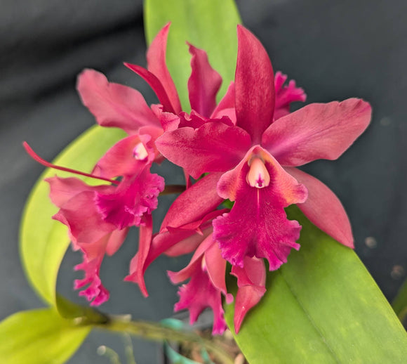 Blc. Cherry Suisse 'Emily' FCC/AOS (8
