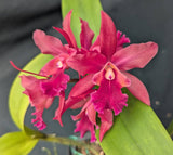 Blc. Cherry Suisse 'Emily' FCC/AOS (8" b)