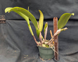 Blc. Chia Lin 'New City' (6"p)