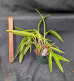 Blc. Playa Cuyagua (5"p)<br> ( Bc. Maikai x Lc. Gold Digger)