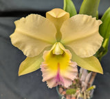 Blc Dewey Forest 'Kudos' (5"p)