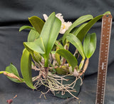 C. Hawaiian Wedding Song x Blc. Eagle Eye 'All Victory' Overgrown (5"p)