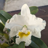 C. Hawaiian Wedding Song x Blc. Eagle Eye 'All Victory' Overgrown (5"p)