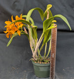 Blc Fortune's Treat 'Magic Gold' (6"p)