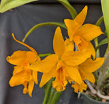 Blc Fortune's Treat 'Magic Gold' (6"p)