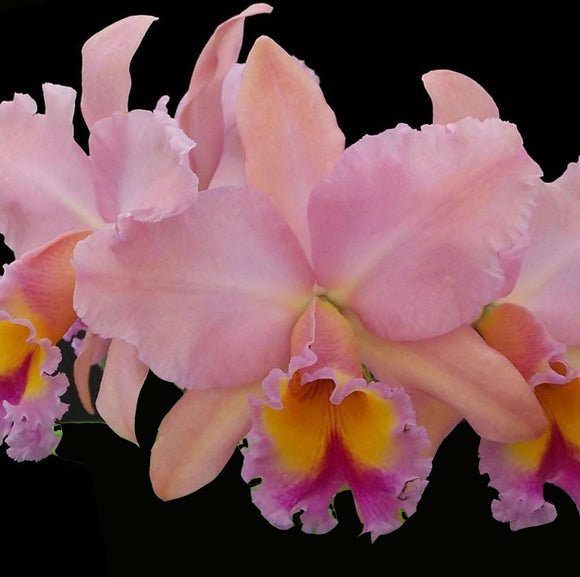 Blc. George King 'Serendipity' (4