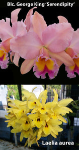 Blc. George King 'Serendipity' x Laelia aurea (6" basket)