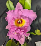 Blc. Glory of Love (6"p)