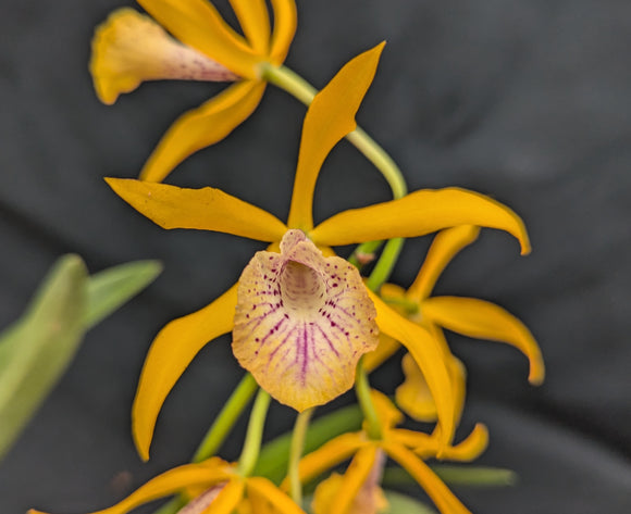 Blc. Golden Glory 'New Horizon' (BR)