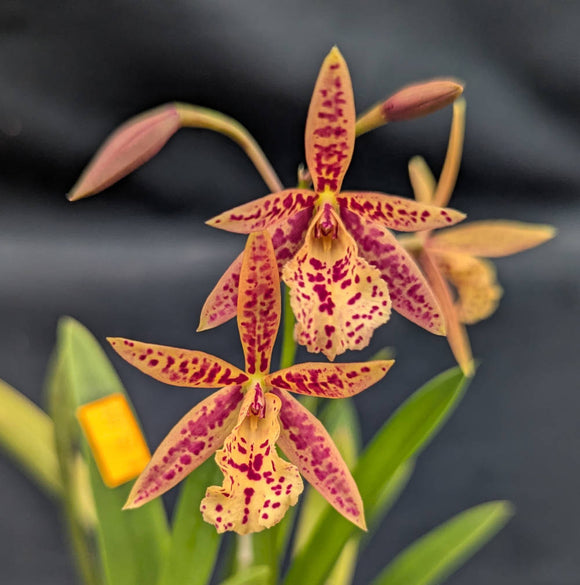 Blc. Golden Spice 'Red Pepper' (5