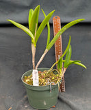 Bc. Graf's El Tumbador (6"p)<br> (Bc. Maikai x C. Landate)