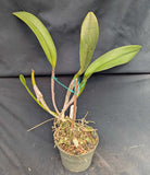 Blc. Graf's Luminosa 'Ratina'(6"p)<br>(Blc. Arom Gold x L. tenebrosa)
