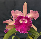 Blc. Graf's Luminosa 'Ratina'(6"p)<br>(Blc. Arom Gold x L. tenebrosa)