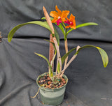 Blc Graf's Music 'Naranjita' (6"p) <br>(Blc Yorktown x La Bamba)