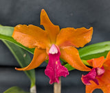 Blc Graf's Music (6"p) <br>(Blc Yorktown x La Bamba)
