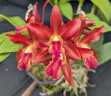 Blc Graf's Music  (6"p) <br>(Blc Yorktown x La Bamba)