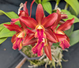 Blc Graf's Music (6"p) <br>(Blc Yorktown x La Bamba)
