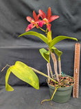 Blc Graf's Music (6"p) <br>(Blc Yorktown x La Bamba)
