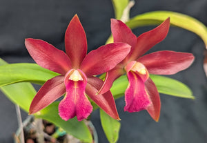 Blc Graf's Music (6"p) <br>(Blc Yorktown x La Bamba)