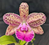 Rlc. Graf's Puntitos (6"p)