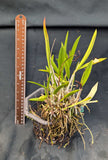 Bc. Hamlyn's Magic (6"b) <br>(Brassavola nodosa  x Cattleya Jalapa)