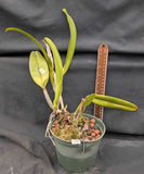 Rlc. Irene Finney (6"p)