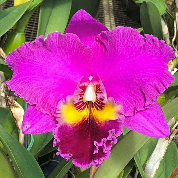 Blc. Island Dreams 'Volcano Queen'  (5.5