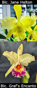 Blc. Jane Helton x Rlc. Graf's Encanto (2"p)