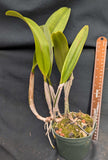 Blc. La Libertad (5"p) <br> (Blc. Pirate's Fortune x Blc. Oconee)