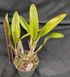 Blc. La Libertad (6"p) <br> (Blc. Pirate's Fortune x Blc. Oconee)
