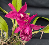 Blc. La Libertad (6"p)<br>(Blc. Pirate's Fortune x Blc. Oconee)