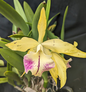 Blc. Lime Cooler  6")<br> (Blc. Mem. Helen Brown 'Sweet Afton' x B. nodosa)