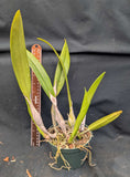 Blc. Mahina Yahiro 'Ulii' AM/AOS (5"p)
