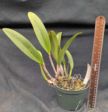 Blc. Maria Bockman (5"p)<br> (Blc. Copper Queen x Redland Rainbow)