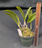 Blc. Maria Bockman (5"p)<br> (Blc. Copper Queen x Redland Rainbow)