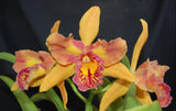 Blc. Maria Bockman (5"p)<br> (Blc. Copper Queen x Redland Rainbow)