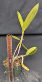 C. Maui Plum 'Volcano Queen' AM/AOS (5"p)