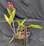 C. Maui Plum 'Volcano Queen' AM/AOS (10"b)