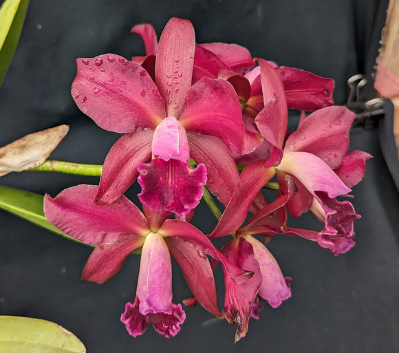 C. Maui Plum 'Volcano Queen' AM/AOS (10