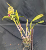 Blc. Mem. Helen Brown 'Showpiece' AM/AOS (6"p)
