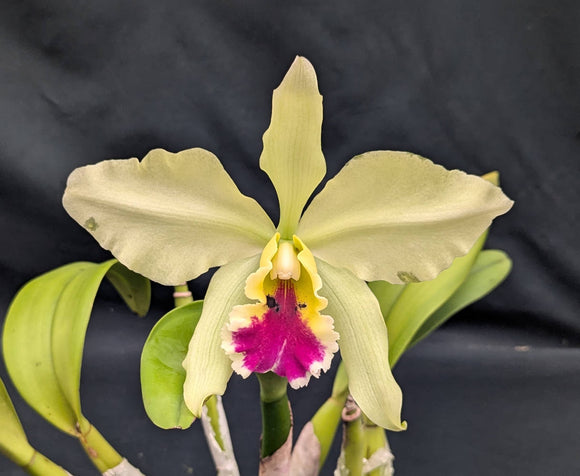 Blc. Mem. Helen Brown 'Showpiece' AM/AOS (6